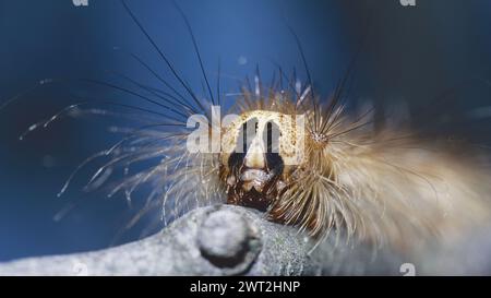 the head of gypsy moth or spongy moth caterpillar, Lymantria dispar, Erebidae Stock Photo