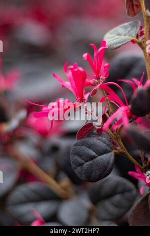 Close up of the beautiful bright pink flowers of Loropetalum chinense Black Pearl also known as L.c. rubrum'Black Pearl'. It is a semi-evergreen shrub Stock Photo