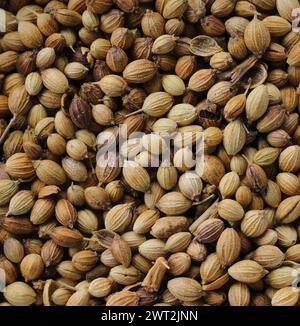 Coriander Seeds - Macro - Close Up Stock Photo