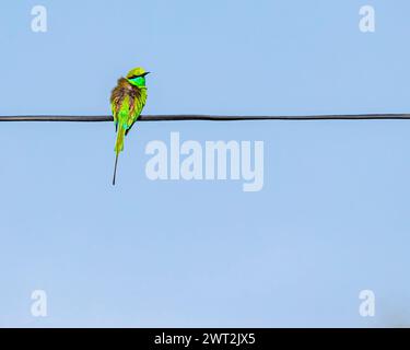 A green bee eater sitting on a wire Stock Photo
