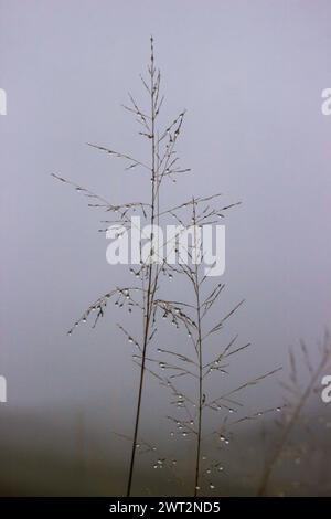 Dewdrops suspended from delicate grass seeds, on a cold and misty grey morning in the Drakensberg Mountains of South Africa. Stock Photo
