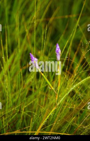 The small purple flower buds of a wild iris, covered in dewdrops in the grasses of the Drakensberg Mountains of South Africa Stock Photo
