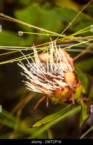 Water drops on the stamen of a small flower of a Drakensberg Dwarf sugar bush, Protea dracomontana, hidden in the grass. Stock Photo