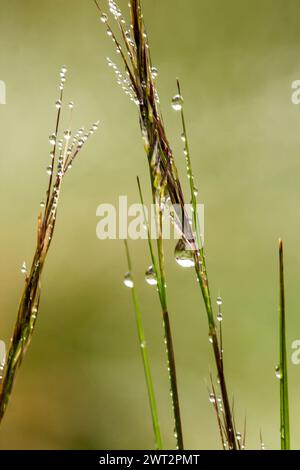 Waterdrops in Grass seeds Stock Photo