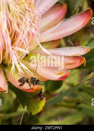 An African honeybee, Apis Mellifera Scutellata, perched on one of the pink bracts of a Drakensberg Dwarf sugar bush. Stock Photo