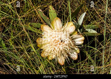Cream coloured flower of a Drakensberg Dwarf sugar bush, Protea dracomontana, hidden among the tall grasses Stock Photo