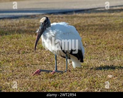 Seated wood stork or wood ibis (Mycteria americana). Stock Photo