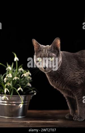 Portrait of purebred Russian Blue Cat standing on the old wooden table next to flower pot with white snowdrops Stock Photo