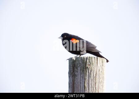 Red winged Blackbird Male on Post Hi Key Stock Photo