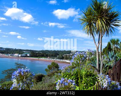 A Torbay Palm and Agapanthus flowers frame Goodrington Sands, Torbay, South Devon, Southwest England. Stock Photo