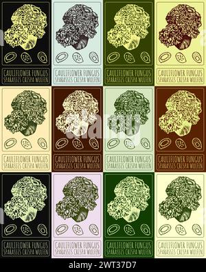 Set of vector drawing CAULIFLOWER FUNGUS in various colors. Hand drawn. The Latin name is SPARASSIS CRISPA WULFEN Stock Vector