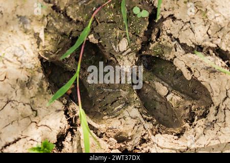 Roe deer footprints in the mud Stock Photo