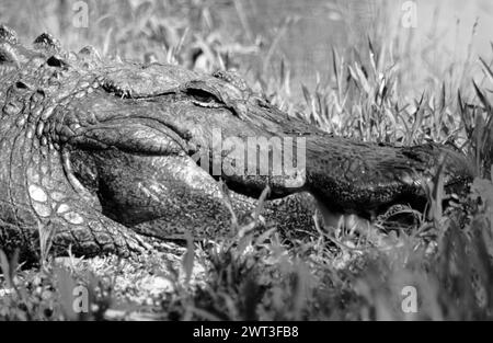 Alligator at Myrtle Beach South Carolina USA Stock Photo