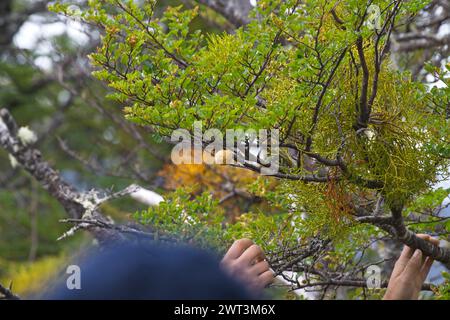 Parasitic false mistletoe (Chinese lantern, Mizodendrum) Cyttaria hariotii is an edible mushroom commonly called llaullao and pan de indio. Stock Photo