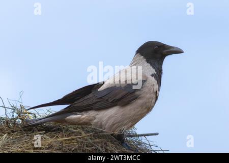 hooded crow on top of a haystack (Corvus cornix corone) Stock Photo