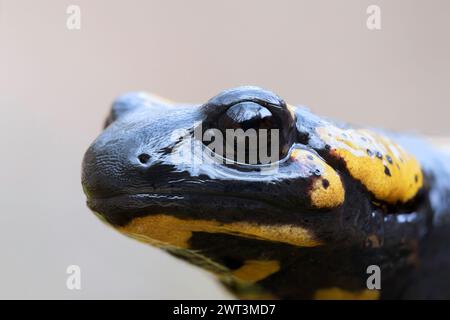 macro portrait of beautiful salamander (Salamandra salamandra) Stock Photo