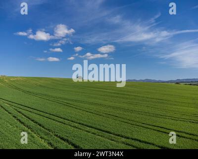 cereal cultivation field between Villafranca de Bonany and Porreres, Majorca, Balearic Islands, Spain Stock Photo