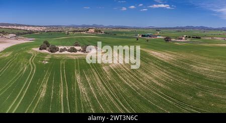 cereal cultivation field between Villafranca de Bonany and Porreres, Majorca, Balearic Islands, Spain Stock Photo