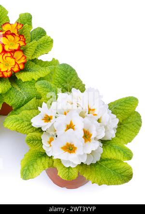 primrose flowers isolated on white background Stock Photo - Alamy