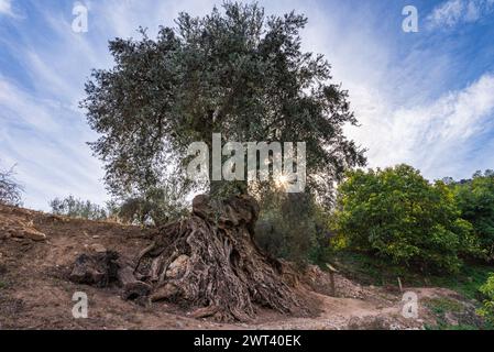 Ancient olive tree that has left its roots exposed, Los Guajares, Granada. Stock Photo