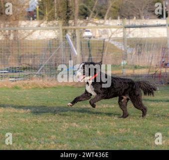 A dog happily chasing a frisbee outdoors Stock Photo