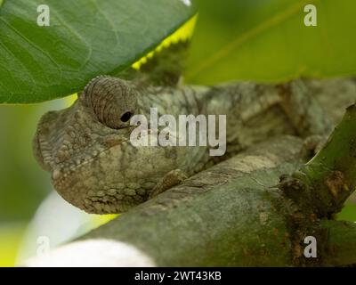 Oustalet's chameleon, Furcifer oustaleti, Ambalavao, Haute Matsiatra, Madagascar Stock Photo