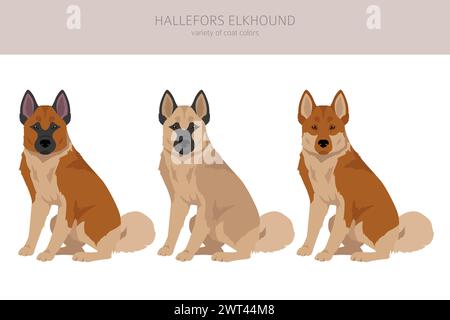 Hallefors elkhound clipart. Different poses, coat colors set.  Vector illustration Stock Vector