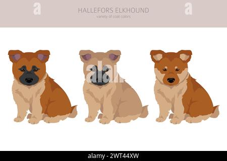 Hallefors elkhound clipart. Different poses, coat colors set.  Vector illustration Stock Vector