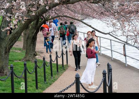 Visitors to the Tidal Basin view the flowering cherry blossom trees in Washington, DC, USA. 15th Mar, 2024. The National Park Service has announced a three-year $113 million sea wall rehabilitation project around the Tidal Basin, forcing the removal of around 140 of DC's world famous flowering cherry blossom trees. Credit: Abaca Press/Alamy Live News Stock Photo