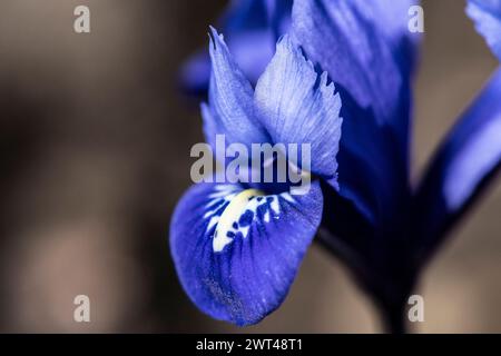 flowering Siberian Iris, Iris sibirica, in a cottage garden, Brownsburg-Chatham, Quebec, Canada Stock Photo