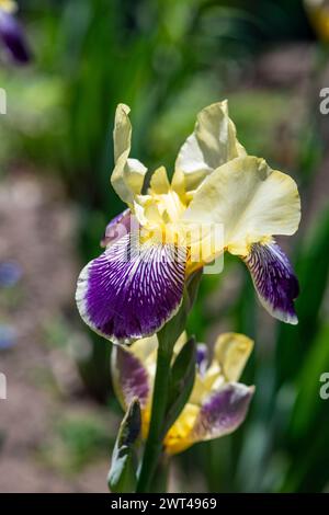 Iris variegata, common name, Hungarian iris, growing in cottage garden, Brownsburg-Chatham, Quebec, Canada Stock Photo