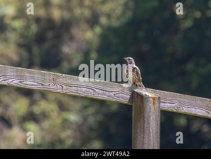 An adult Mistle Thrush ( Turdus viscivorus) perched on a post and rail fence . Suffolk, UK . Stock Photo
