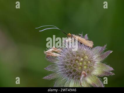 The Brassy Longhorn moth (Nemophora metallica) feeding on a Field Scabious flower (Knautia arvensis ) Nationally Scarse, rare moth in Suffolk, UK . Stock Photo