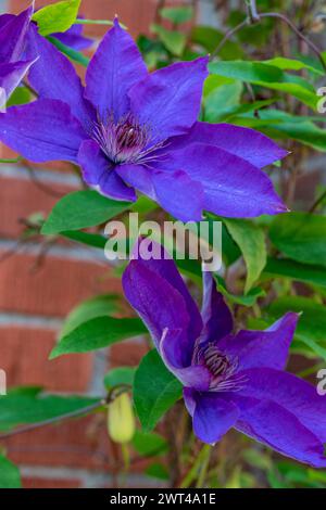 Clematis, Clematis Jackmanii, climbing wall in cottage garden Stock Photo