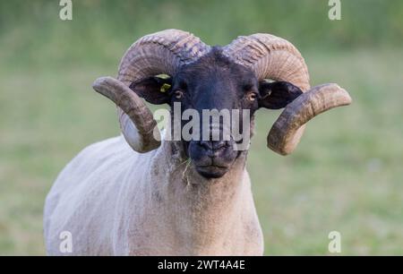 A close up shot of a Norfolk Horn Sheep (Ovis aries) caught in mid mouthful with huge curly horns and a black face. Suffolk, UK Stock Photo
