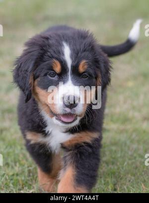 An adorable Bernese mountain dog puppy. A happy dog, tail wagging running towards the camera . Suffolk, UK Stock Photo