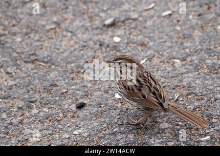 song sparrow, Melospiza melodia, looking for food Stock Photo