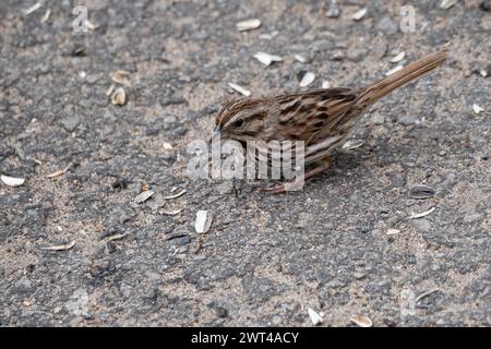 song sparrow, Melospiza melodia, looking for food Stock Photo