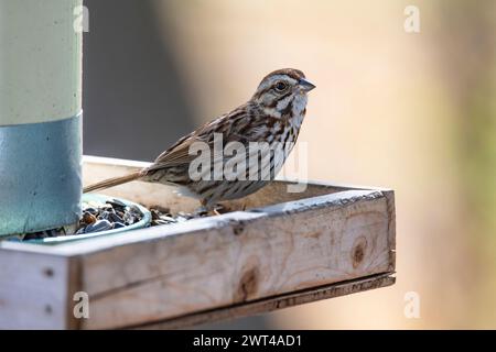song sparrow, Melospiza melodia, looking for food Stock Photo