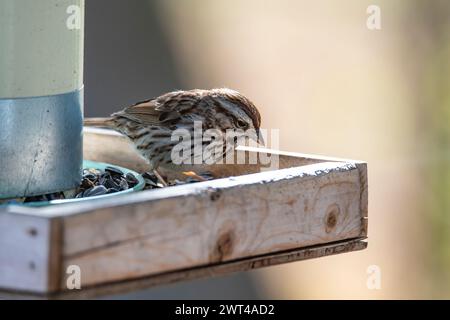 song sparrow, Melospiza melodia, looking for food Stock Photo