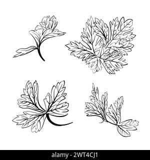 Set of Chinese Parsley leaves set , doodles sketch isolated on white background, hand-drawn Illustration. Book illustration, recipe, menu, magazine or Stock Vector