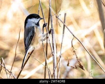 A Black-capped Chickadee perched on a branch in Southwestern Ontario, Canada. Stock Photo