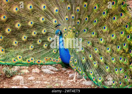 Male Peacock Stock Photo