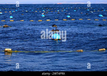 Oyster and mussel farm in Black Sea. Containers with oysters. Growing exotic seafood for gourmets, marine industry in Bulgaria. Food for restaurants, Stock Photo