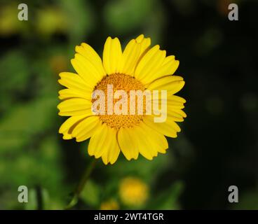 Spring flower, a solitary yellow daisy - Glebionis coronaria or Corn Marigold - Coleostephus myconis growing naturally in Portugal. Selective focus Stock Photo