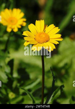 Spring flower, a yellow daisy - Glebionis coronaria or Corn Marigold - Coleostephus myconis growing naturally in Portugal. Selective focus Stock Photo