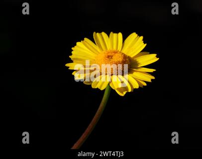 Spring flower. A solitary yellow daisy - Glebionis coronaria or Corn Marigold - Coleostephus myconis growing naturally in Portugal. Selective focus. Stock Photo