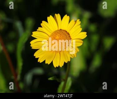 Spring flower, a solitary Yellow Crown Daisy - Glebionis coronaria growing naturally in Portugal. Selective focus. Stock Photo