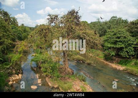 close-up hanging Mariana fruit bat (Pteropus mariannus) on blue sky nature background in Sri Lanka . wild animal concept. Stock Photo