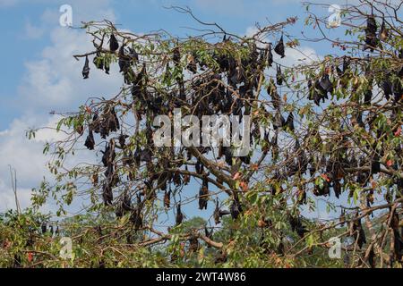 close-up hanging Mariana fruit bat (Pteropus mariannus) on blue sky nature background in Sri Lanka . wild animal concept. Stock Photo